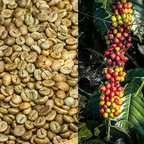 Robusta Coffee