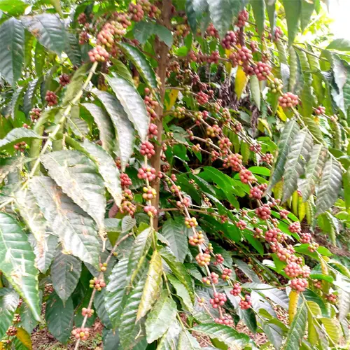 Uganda Screen 16